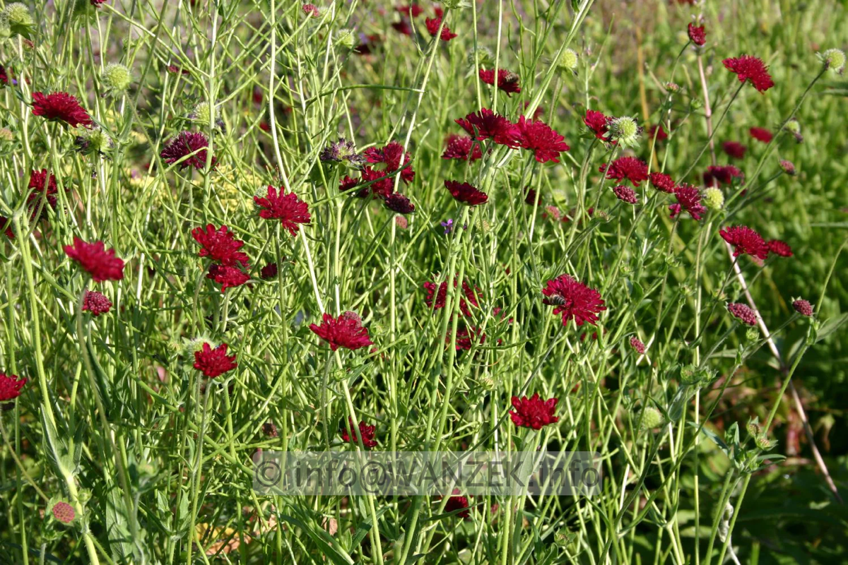 Knautia macedonica Mars Midget flaechig.png